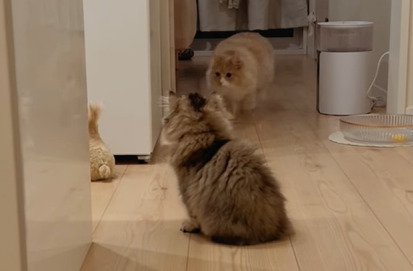 歩く猫