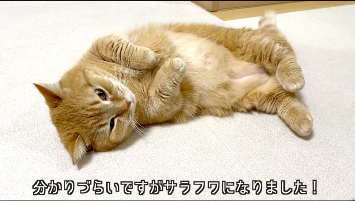 リビングで寝転ぶ猫