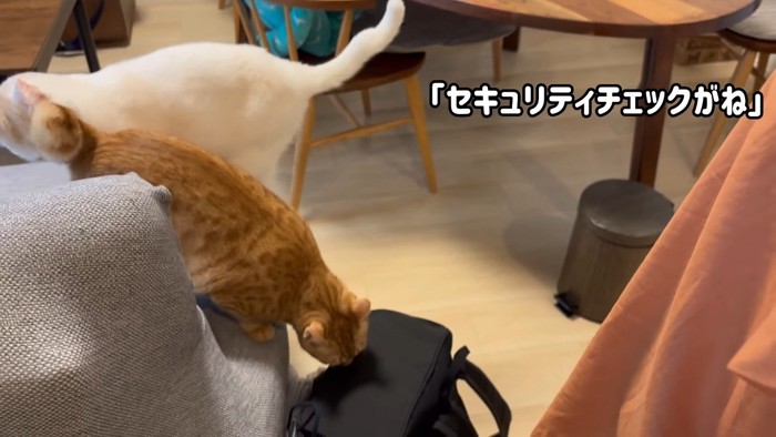 荷物の上