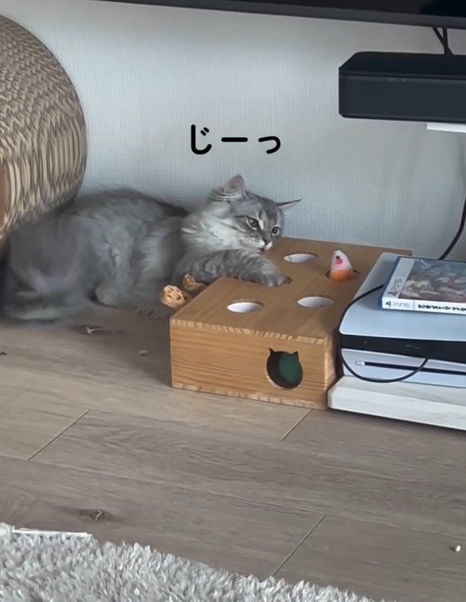穴に手を入れる猫
