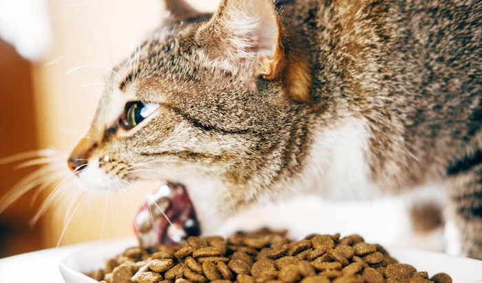 食後にキャットフードを吐く猫