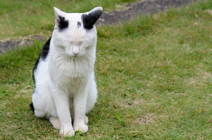 反省する白黒猫