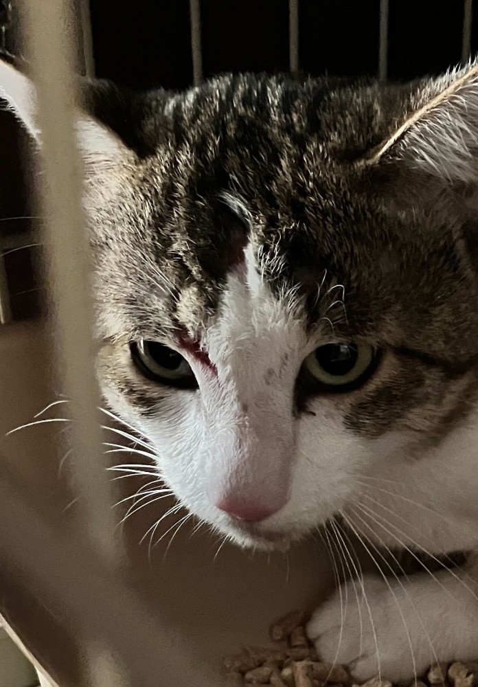 ケージの中にいる猫