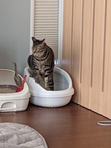 トイレ中の猫