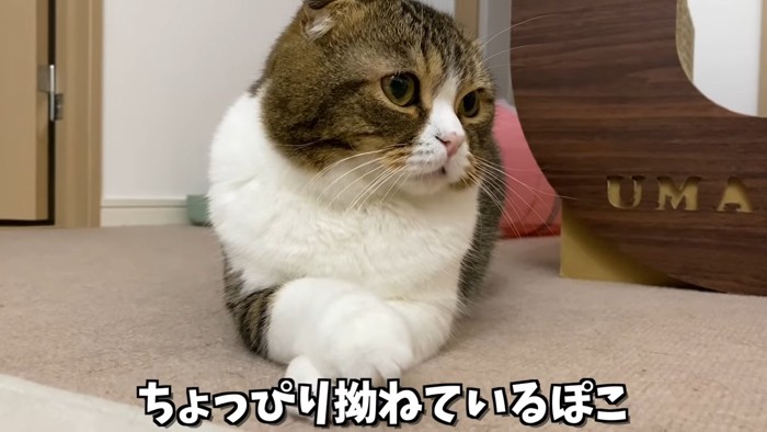 前足を重ねる猫