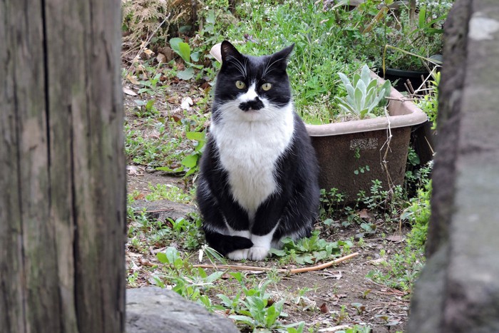 庭で寒そうな猫