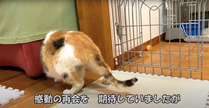 ソファの裏に入ろうとする猫