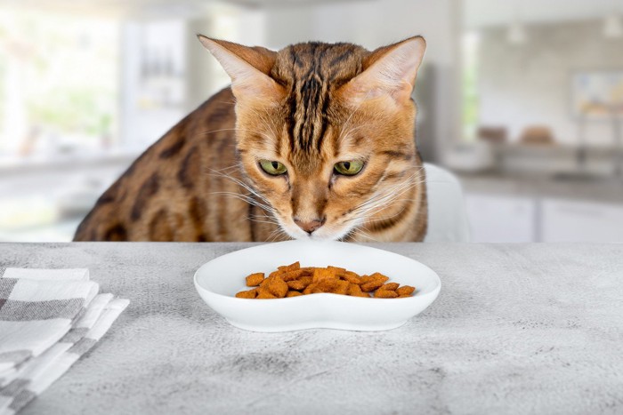 キャットフードを見る猫