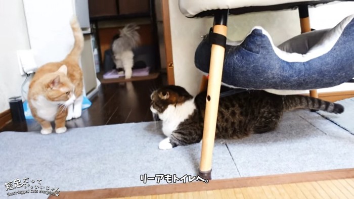 長毛猫の後ろ姿