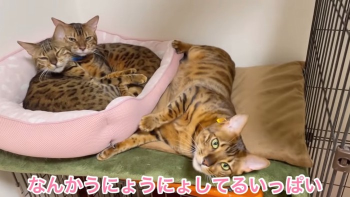 猫ベッドにいる猫と横たわる猫