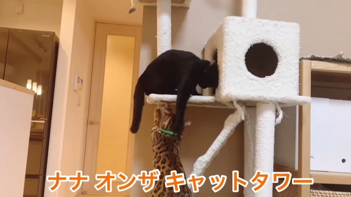 キャットタワーで遊ぶ2匹の猫