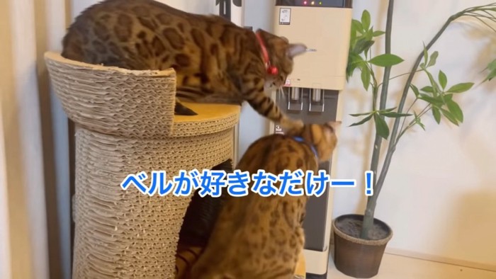 頭を叩かれる青い首輪の猫