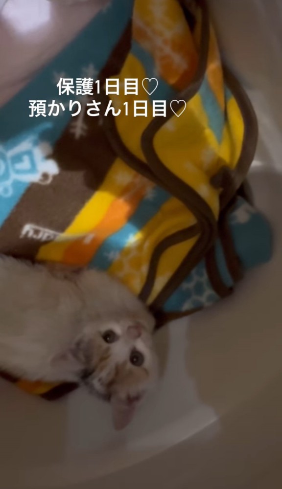 見上げる子猫