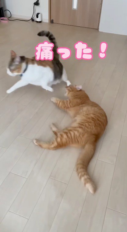 茶トラ猫の前から逃げ出す三毛猫