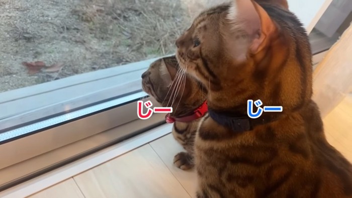 外をみる2匹の猫