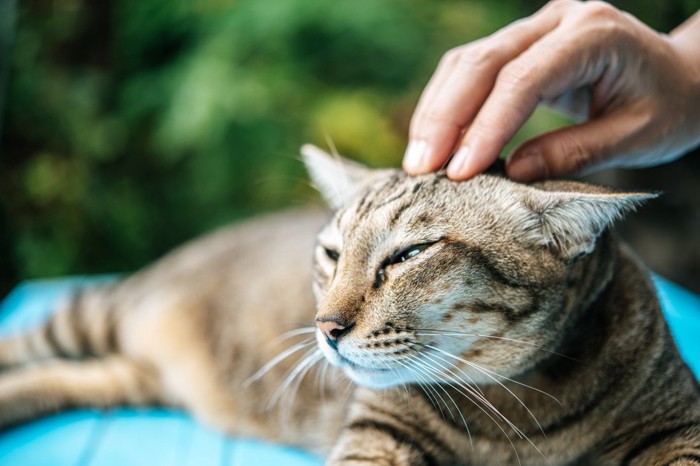 頭をなでられる猫