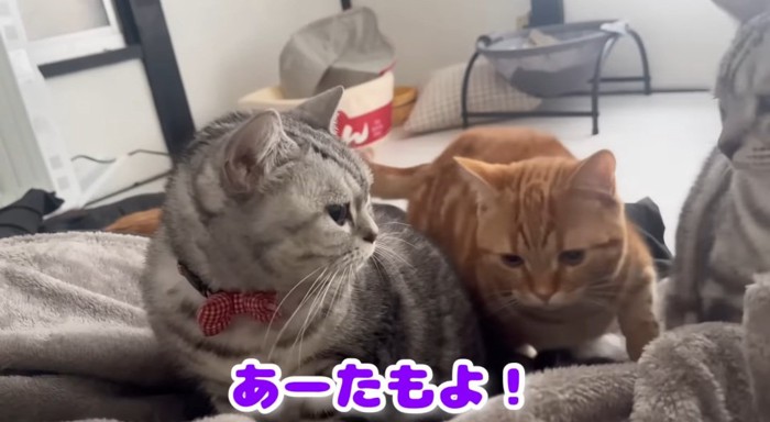 睨みをきかせる猫