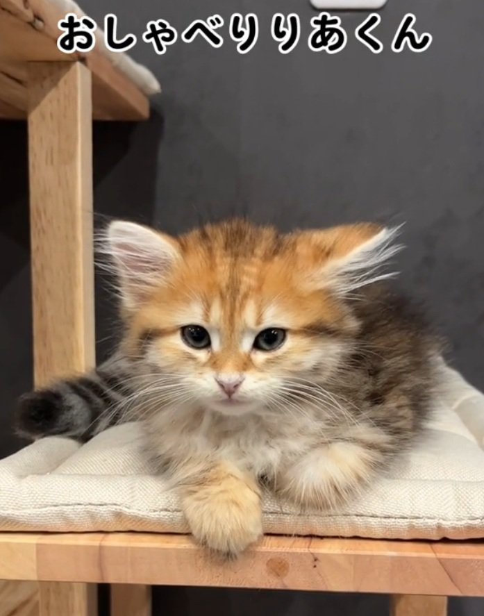 眠そうな猫