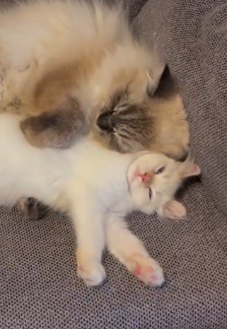 寄り添って寝る2匹の猫(顔アップ)