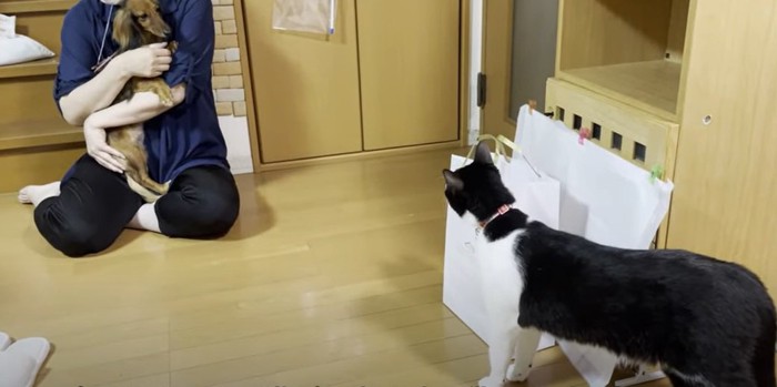 抱っこされる犬とそれを見つめる猫