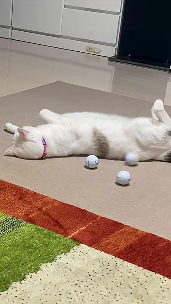 猫の背中に当たる3つのゴルフボール