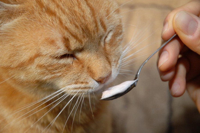 ヨーグルトを食べる猫