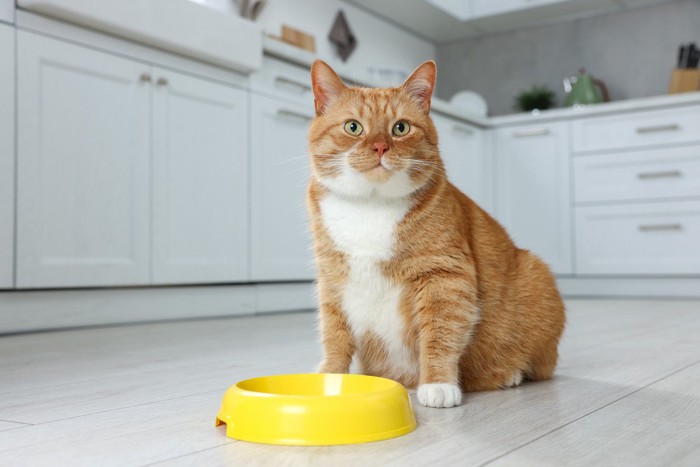 空の食器と猫