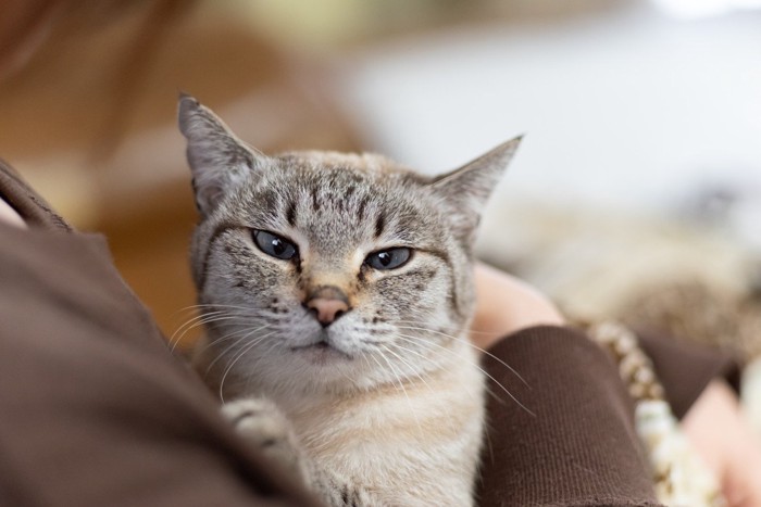 飼い主さんを見つめる猫