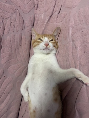 仰向けで寝ている猫