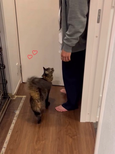 人を見つめる猫