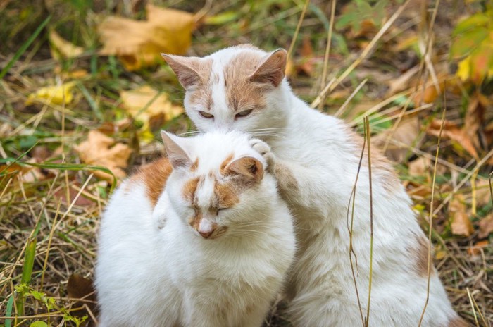 首を噛まれる猫