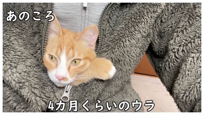 ベストの中から顔を出す猫