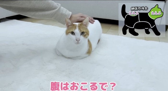 撫でられる猫