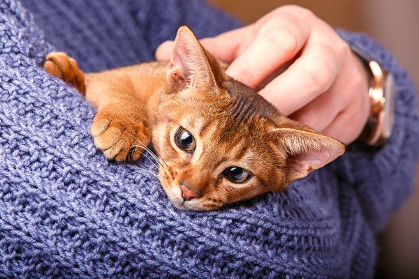 青い服の人に抱っこされるアビシニアン