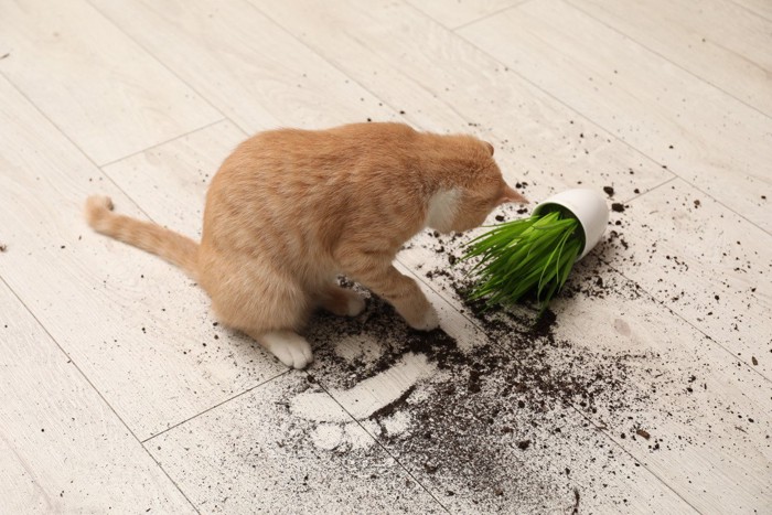 鉢を倒した猫