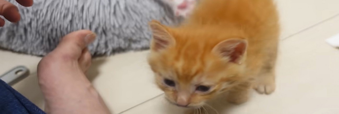 人間に寄る茶猫