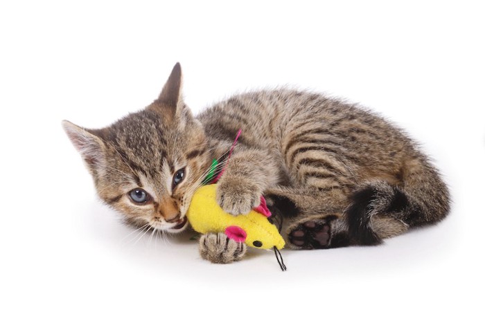 ぬいぐるみで遊んでいる子猫