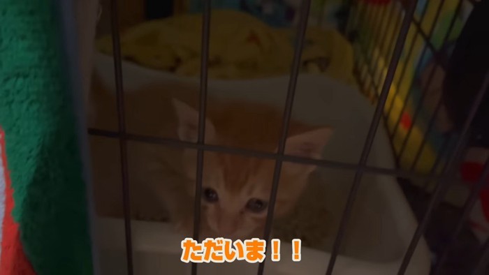 ケージの中の子猫