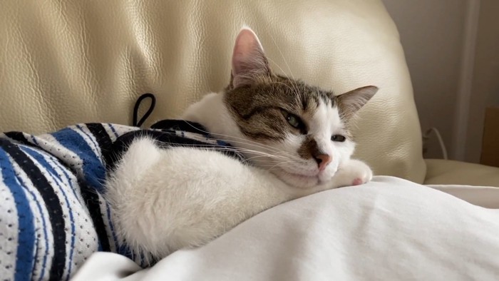 薄目の猫