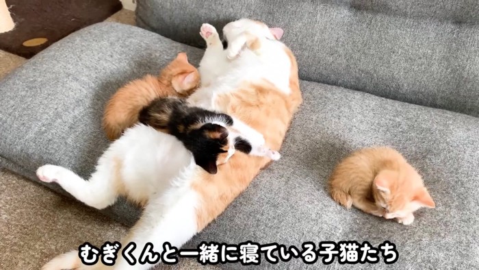 寝ている成猫と子猫たち