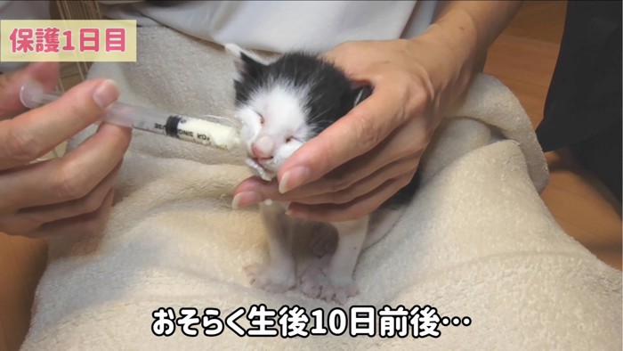 ミルクを飲む子猫