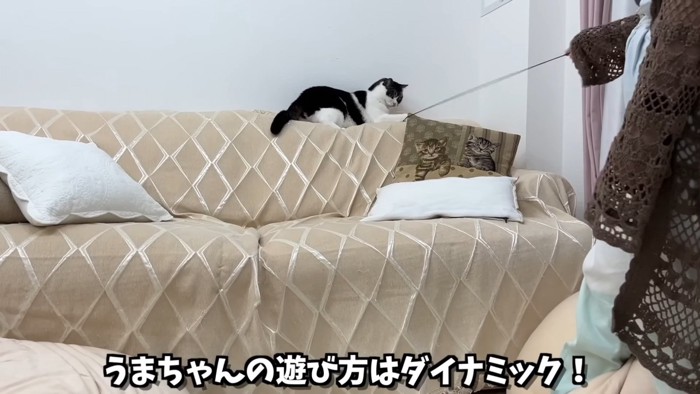 ソファーの背もたれに乗っておもちゃで遊ぶ猫