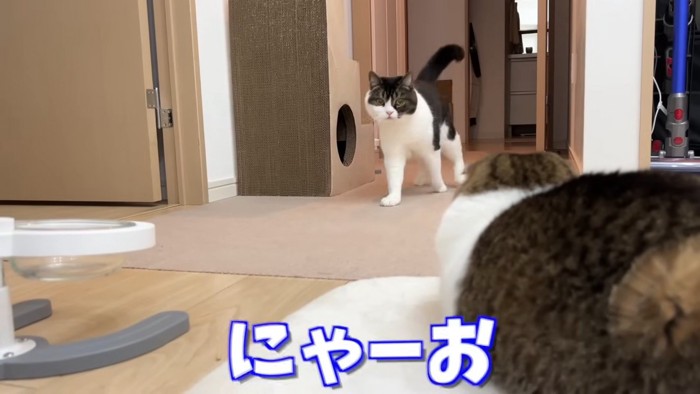 立っている猫