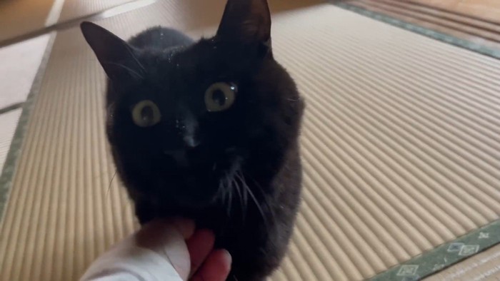 なでなで