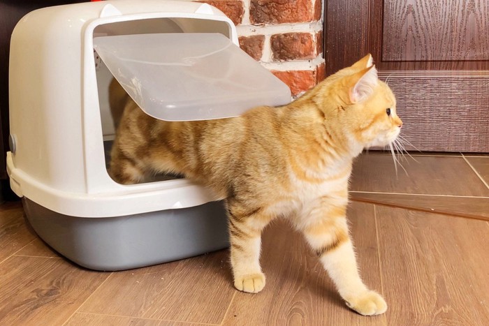 トイレから出る猫