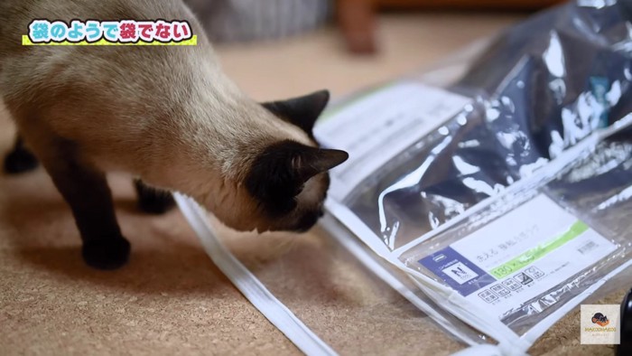 首を長くして待つシャム猫