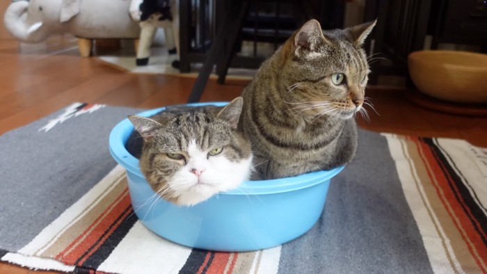 寄り添う猫