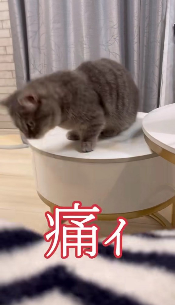 テーブルから身を乗り出す猫