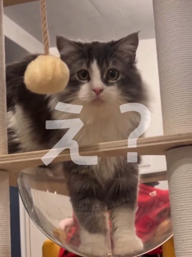 カメラ目線の猫