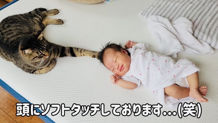 赤ちゃんの頭に触るキジトラ猫